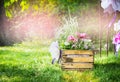 Handmade flowerbed with beautiful colored flowers inside, standing on the lawn in the park on a background blurred natural land Royalty Free Stock Photo