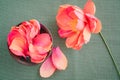 Crepe paper peony flowers