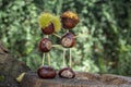 Handmade homemade craft diy chestnut figure still life, pair of people