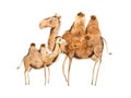 Handmade illustration of camel mother and calf