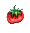 Yummy Watercolor Tomato