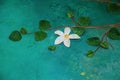 Handmade interior detail - flowers made of self-hardening modelling clay on a rough wall