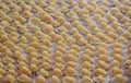 Handmade italian pasta orecchiette