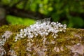 Handmade jewelry. Hair comb made with crystal and rhinestones. The trends in wedding style. Prepare the bride for the Royalty Free Stock Photo