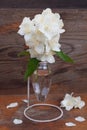 Handmade light bulb vase with jasmine flowers on a decorative stand made of wire on the background of aged board Royalty Free Stock Photo