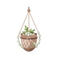 Handmade Macrame Hanging Planter with String of Pearls and Plant Illustration Royalty Free Stock Photo