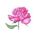 Handmade marker drawn botanical illustration of peony