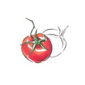 Handmade marker drawn illustration of tomatoes