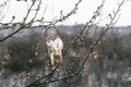 Handmade native american dream catcher on background of rocks an Royalty Free Stock Photo