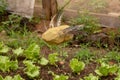 Handmade object to scare away intruding birds