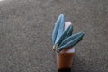 Handmade olive soap with leaves of olive tree on the top - Image