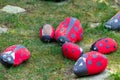 Handmade painted acrylic stone ladybug in garden Royalty Free Stock Photo