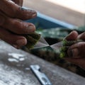 Handmade production of traditional lotus silk at inle lake myanmar Royalty Free Stock Photo