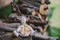 A handmade rabbit doll Royalty Free Stock Photo