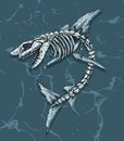 Great white shark fossil. Royalty Free Stock Photo