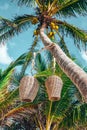 Handmade wicker lanterns hanging on coconut tree trunk against sky