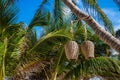 Handmade wicker lanterns hanging on coconut tree trunk against sky
