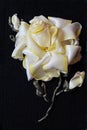 Handmade yellow rose from ribbon Royalty Free Stock Photo