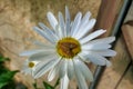 The Handmaid Moth Royalty Free Stock Photo