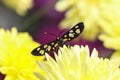 Handmaiden moth on yellow flower Royalty Free Stock Photo