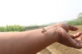 handmaiden moth on hand with nature