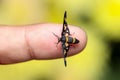 The handmaiden moth on my finger tips extreme closeup