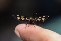 The handmaiden moth on my finger tips ready to fly