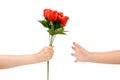 Handover red rose Royalty Free Stock Photo