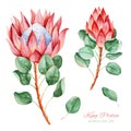 Handpainted collection with watercolor king protea and leaves. Royalty Free Stock Photo