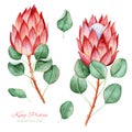 Handpainted collection with watercolor king protea and leaves. Royalty Free Stock Photo