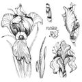 Handpainted Grafic flowers iris