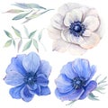 Handpainted watercolor anemone flowers set in vintage style.