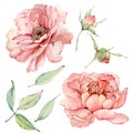 Handpainted watercolor flowers set in vintage style.