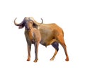 Handpainted watercolor illustration of buffalo isolated on white Royalty Free Stock Photo