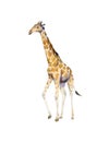 Handpainted watercolor illustration of giraffe isolated on white Royalty Free Stock Photo