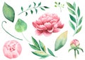 Handpainted watercolor pions, flowers, leaves, branches, foliage. Royalty Free Stock Photo