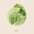 Handpainted watercolor poster with cabbage