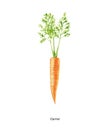 Handpainted watercolor poster with carrot