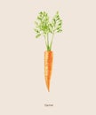 Handpainted watercolor poster with carrot