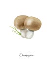 Handpainted watercolor poster with champignon