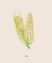 Handpainted watercolor poster with corn