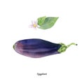 Handpainted watercolor poster with eggplant aubergine