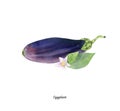 Handpainted watercolor poster with eggplant aubergine