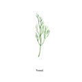 Handpainted watercolor poster with fennel