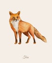 Handpainted watercolor poster with fox Royalty Free Stock Photo