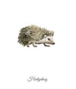 Handpainted watercolor poster with hedgehog