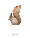 Handpainted watercolor poster with squirrel