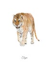 Handpainted watercolor poster with tiger