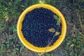 Handpicked aronia berries