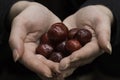 Handpicked cherries placed on my hands. Red and tasty cherries close up photo